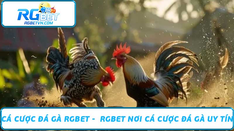 Cá Cược Đá Gà RGBET - RGBET Nơi Cá Cược Đá Gà Uy Tín